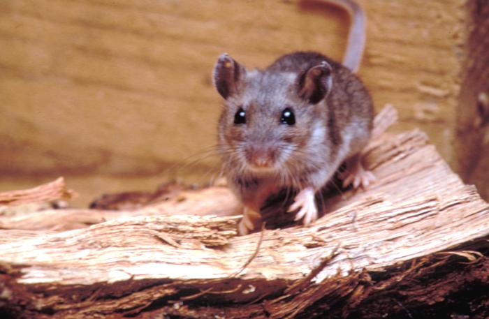 Ratón ciervo, reservorio clásico de hantavirus en Norteamérica