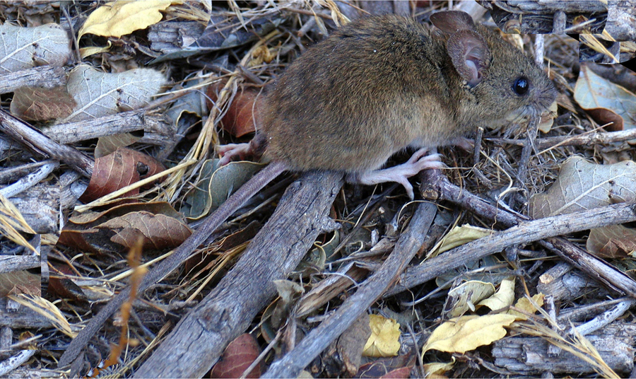 Ratón colilargo, asociado al contexto ecológico del Andes virus en el Cono Sur