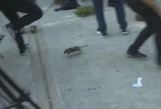 ¡Alerta de ratas en la política argentina! Jorge Macri a lo Michael Scott