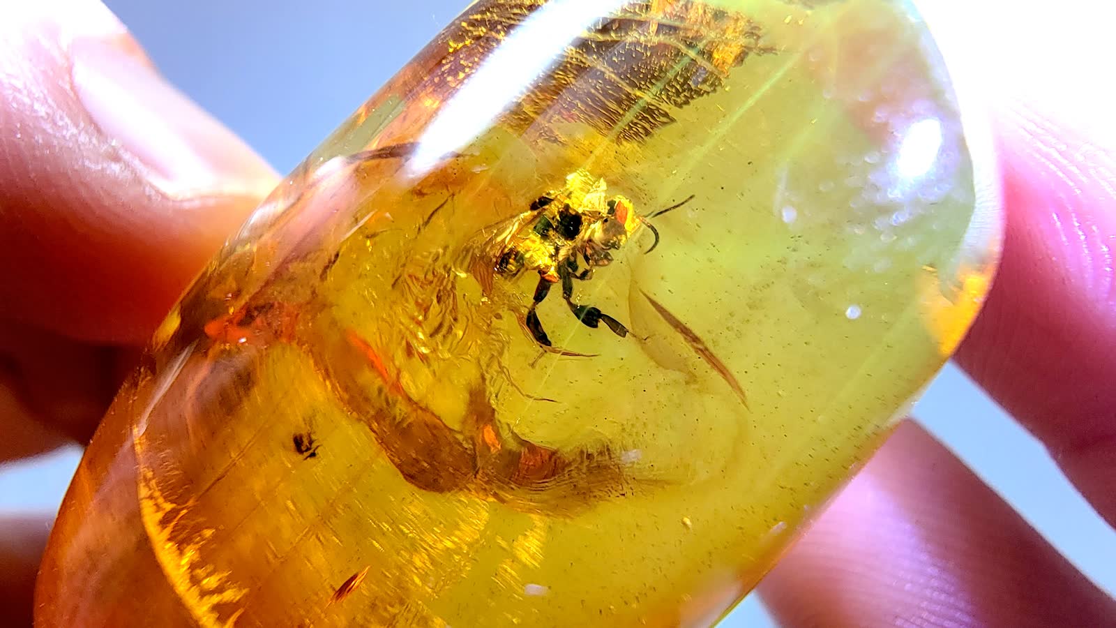 Abejas antiguas usaron huesos fosiles como departamentos bajo tierra