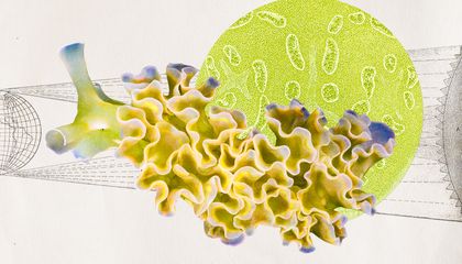 Las babosas marinas que roban cloroplastos y comen luz como si la ciencia ficción se hubiera caído al océano