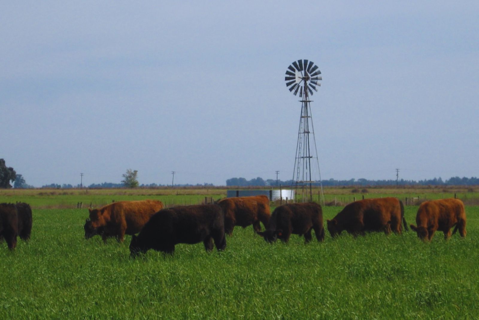 La carne a pasto quiere discutir algo más incómodo que el gusto: su valor nutricional