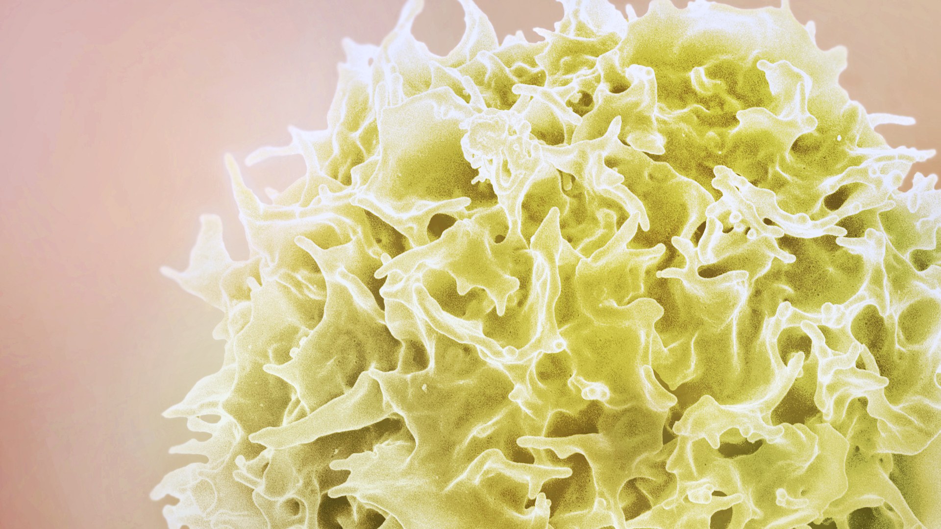 Por primera vez vieron en 3D cómo las células asesinas del sistema inmune destruyen el cáncer. Lo que encontraron cambió lo que se pensaba sobre la sinapsis inmune.