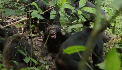 La guerra civil de los chimpancés de Ngogo muestra una violencia demasiado familiar