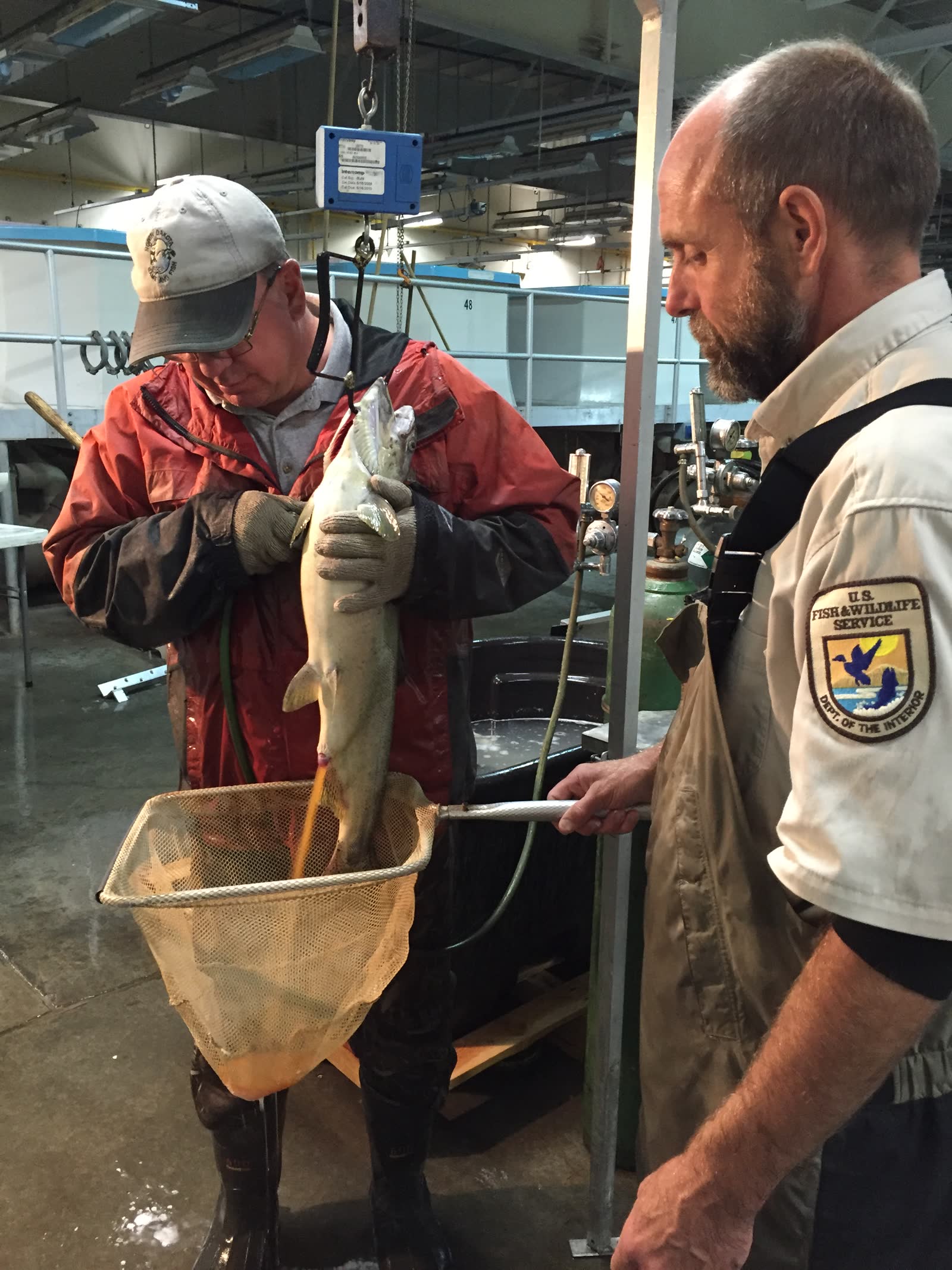 El salmon gigante que conquisto la Patagonia de punta a punta