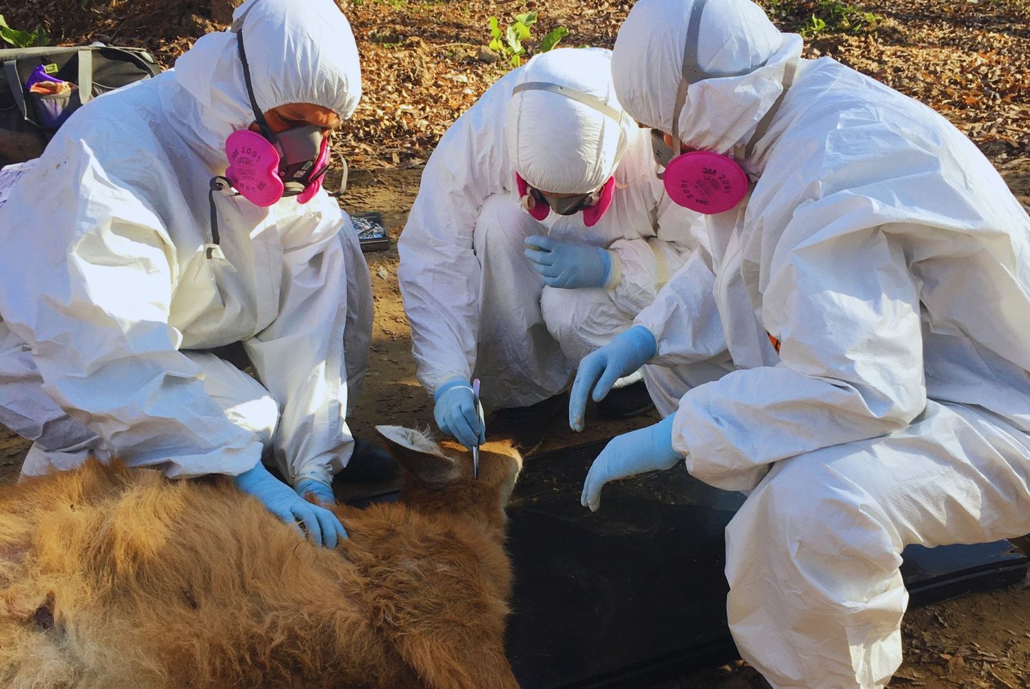 Detectan una bacteria en ciervos de los pantanos y garrapatas: la fauna tambien da alertas sanitarias