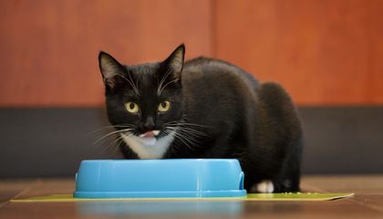 Tu gato no desprecia el plato: tal vez se aburre del olor antes de terminar