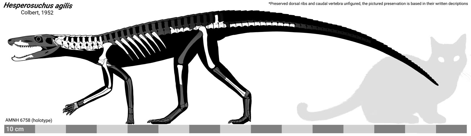 Un pariente de los cocodrilos estuvo 75 anos en un museo y resulto ser otra especie