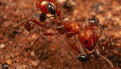 Las hormigas que montaron un spa diminuto en medio del desierto de Arizona