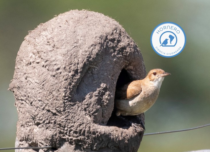 Hornero 2.0: la app que convierte nidos de barro en una investigacion abierta