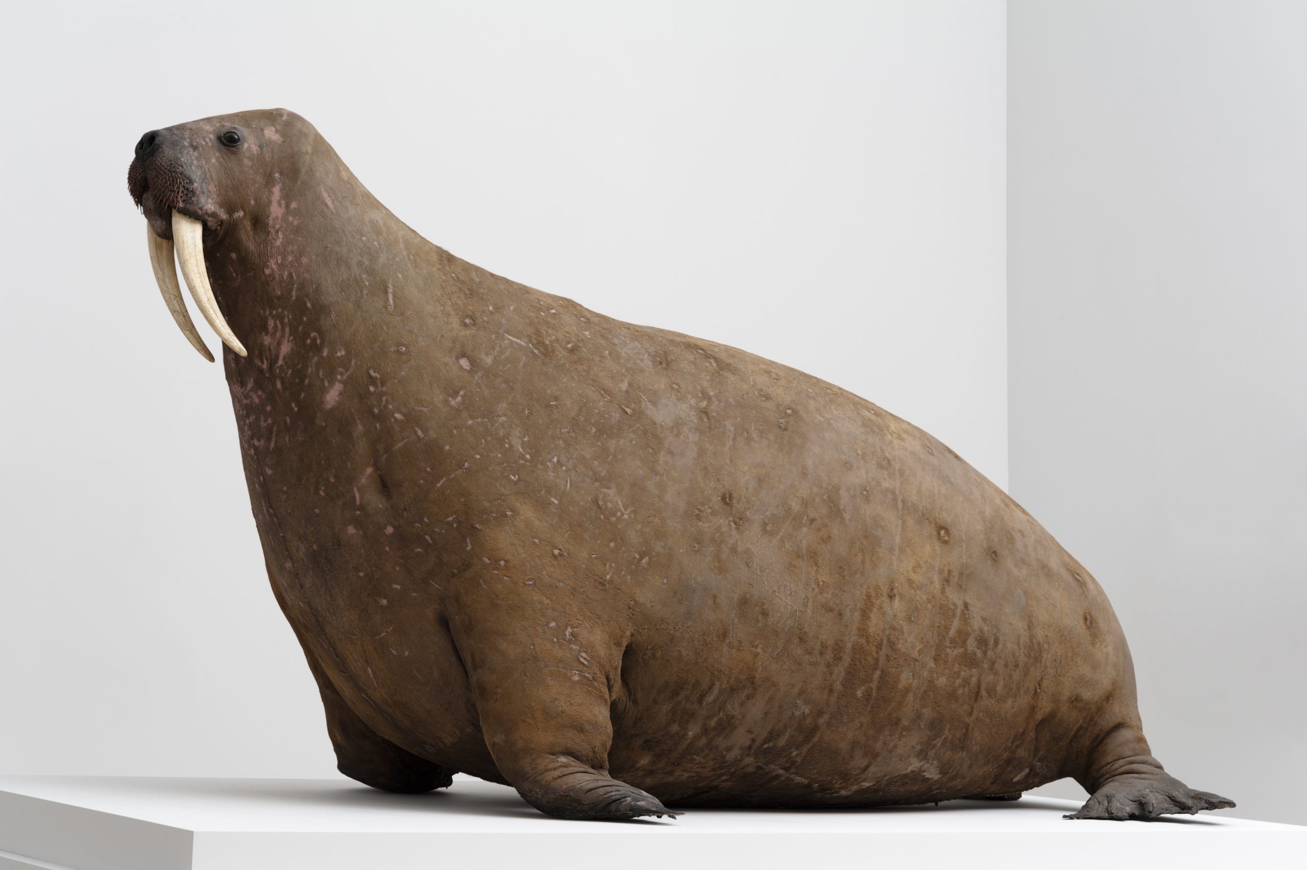 El walrus del Horniman pesa casi una tonelada y sigue demostrando que los museos también producen leyendas