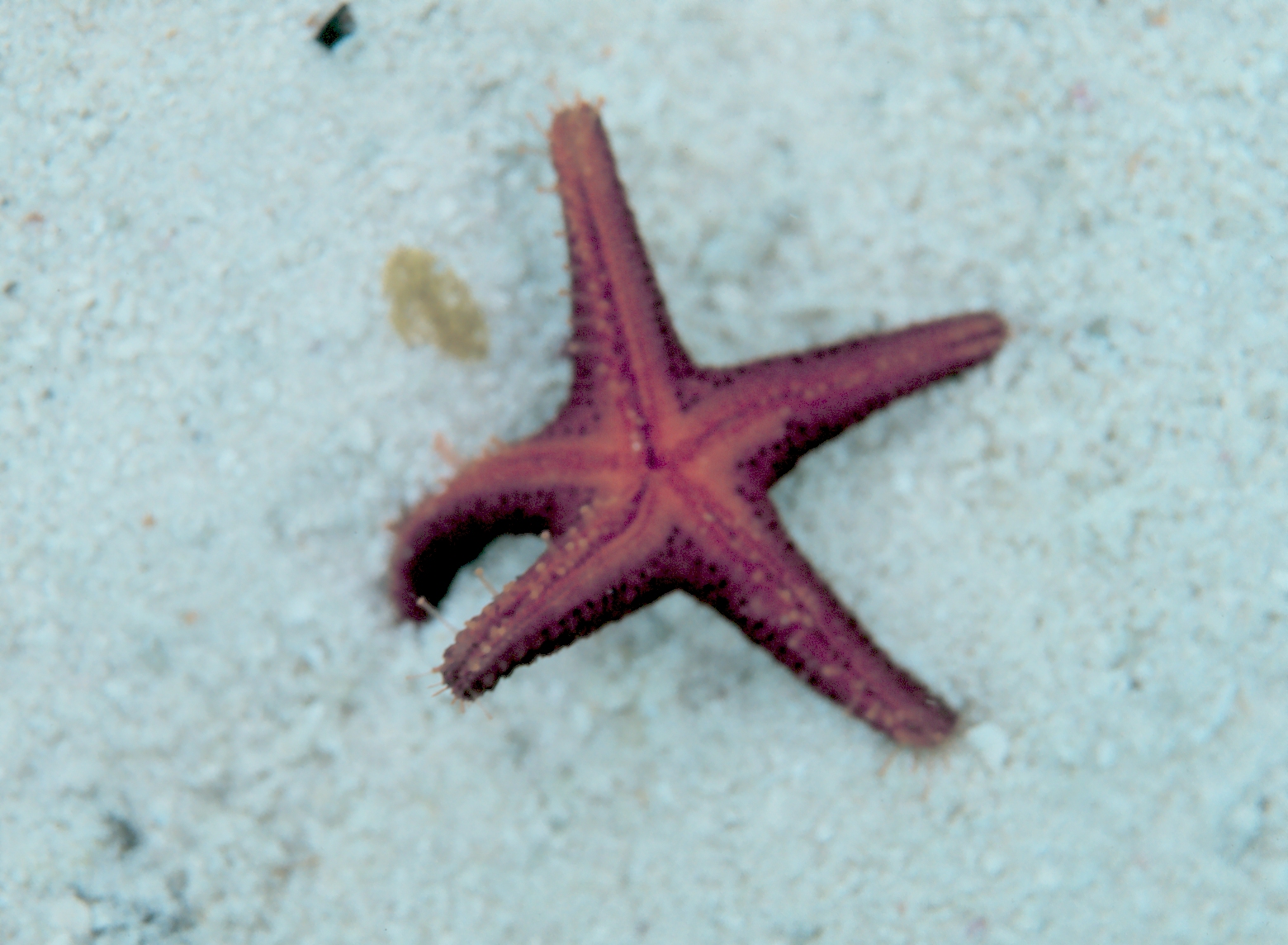 Las estrellas de mar inspiran robots que siguen si pierden una parte