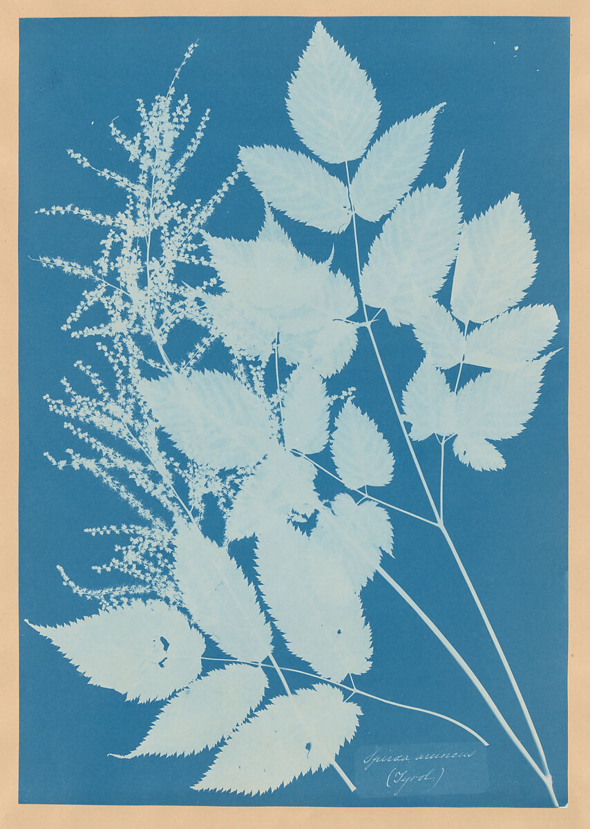 Anna Atkins puso algas sobre papel azul y cambió la historia de la fotografía