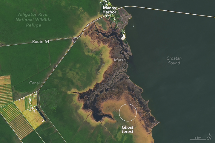 Landsat está viendo cómo los bosques se vuelven fantasmas