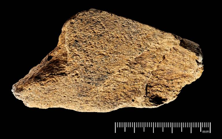 El martillo de hueso de elefante que adelanta la tecnología prehistórica europea