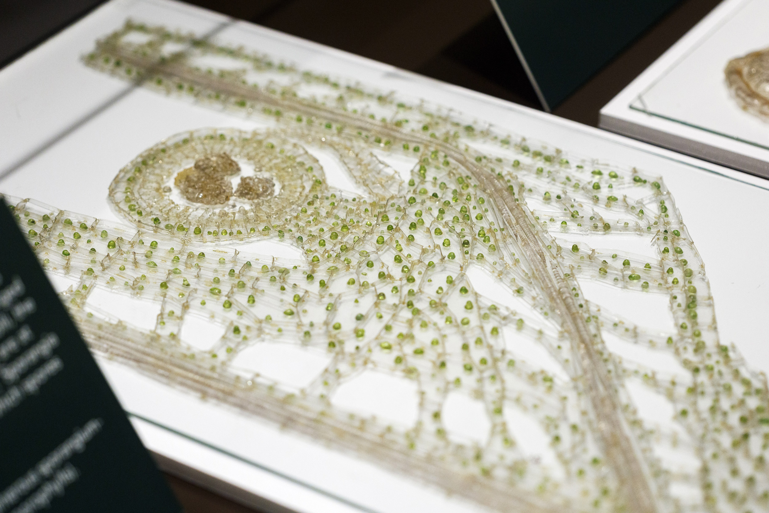 Glass Flowers: por qué Harvard sigue enseñando botánica con 4.300 plantas de vidrio