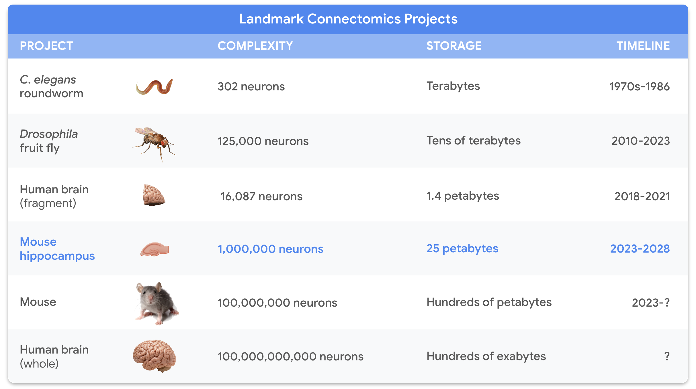 La IA que fabrica neuronas falsas para cartografiar cerebros reales