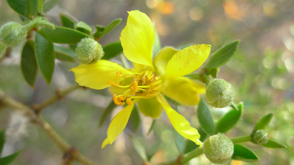 Jarillas fósiles de 18 millones de años cuentan cómo nació la aridez argentina