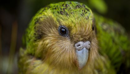 El loro que no vuela, huele a fruta y tuvo una primavera imposible en Nueva Zelanda