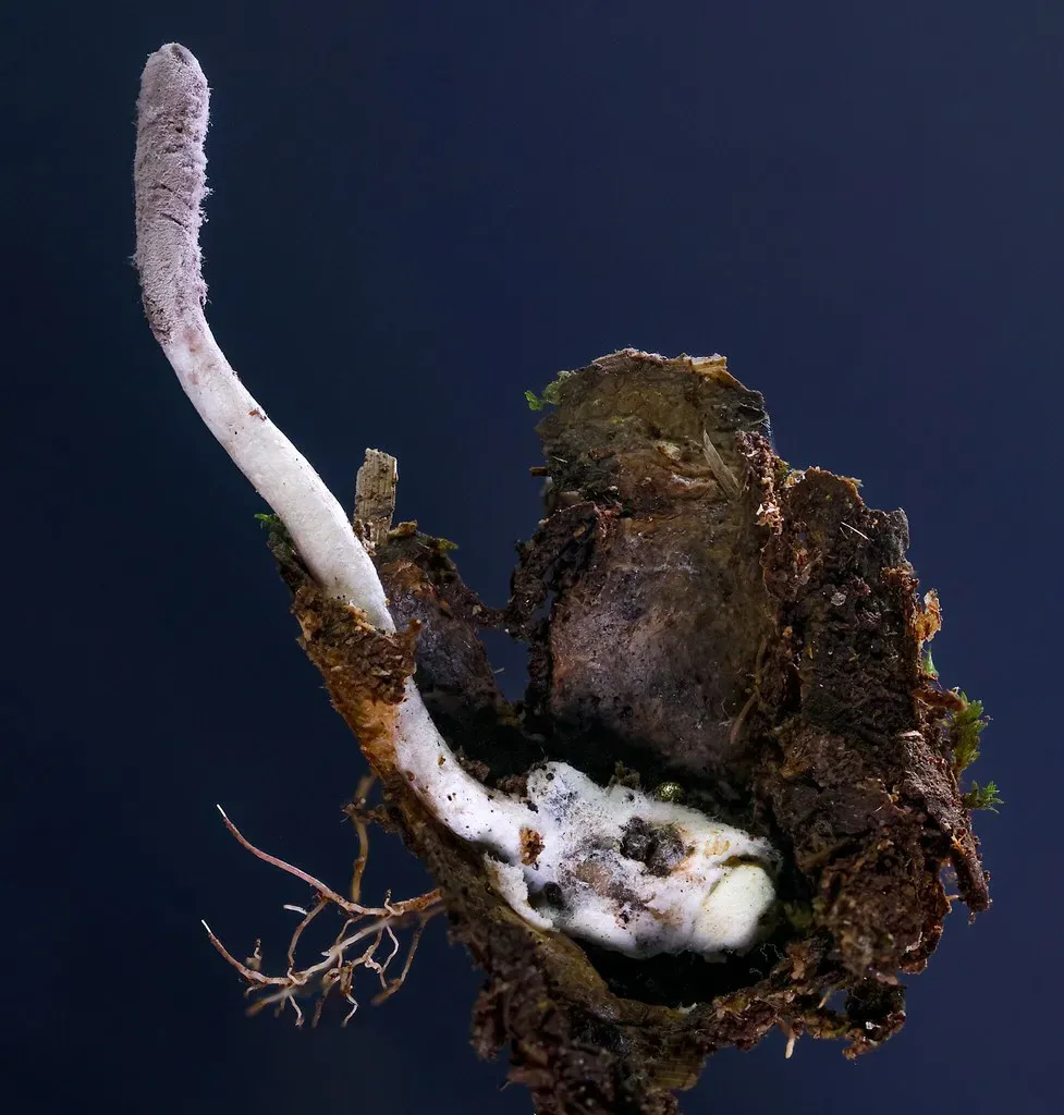 Hongos que salen de arañas y orquídeas manchadas: el inventario 2025 de Kew