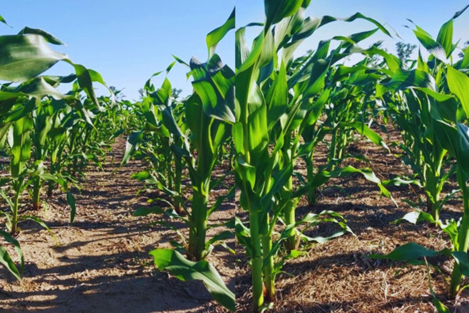 Leguminosas antes del maíz: el ajuste fino que puede ahorrar nitrógeno en Santa Fe
