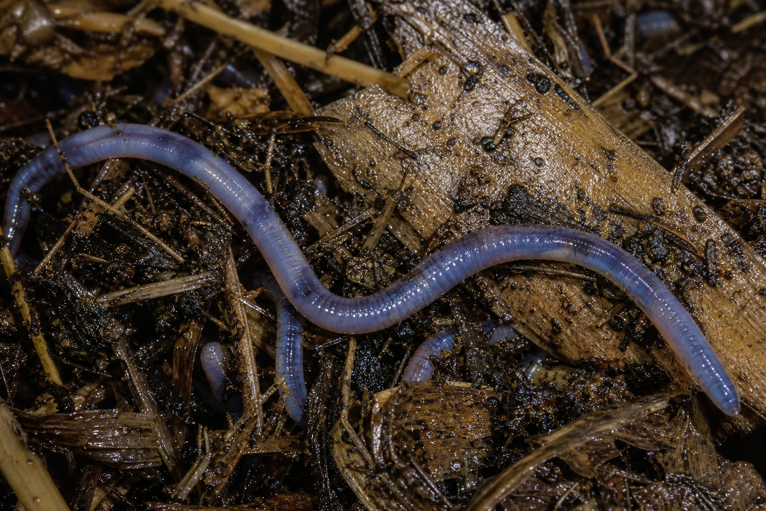Perionyx excavatus sobre restos vegetales húmedos