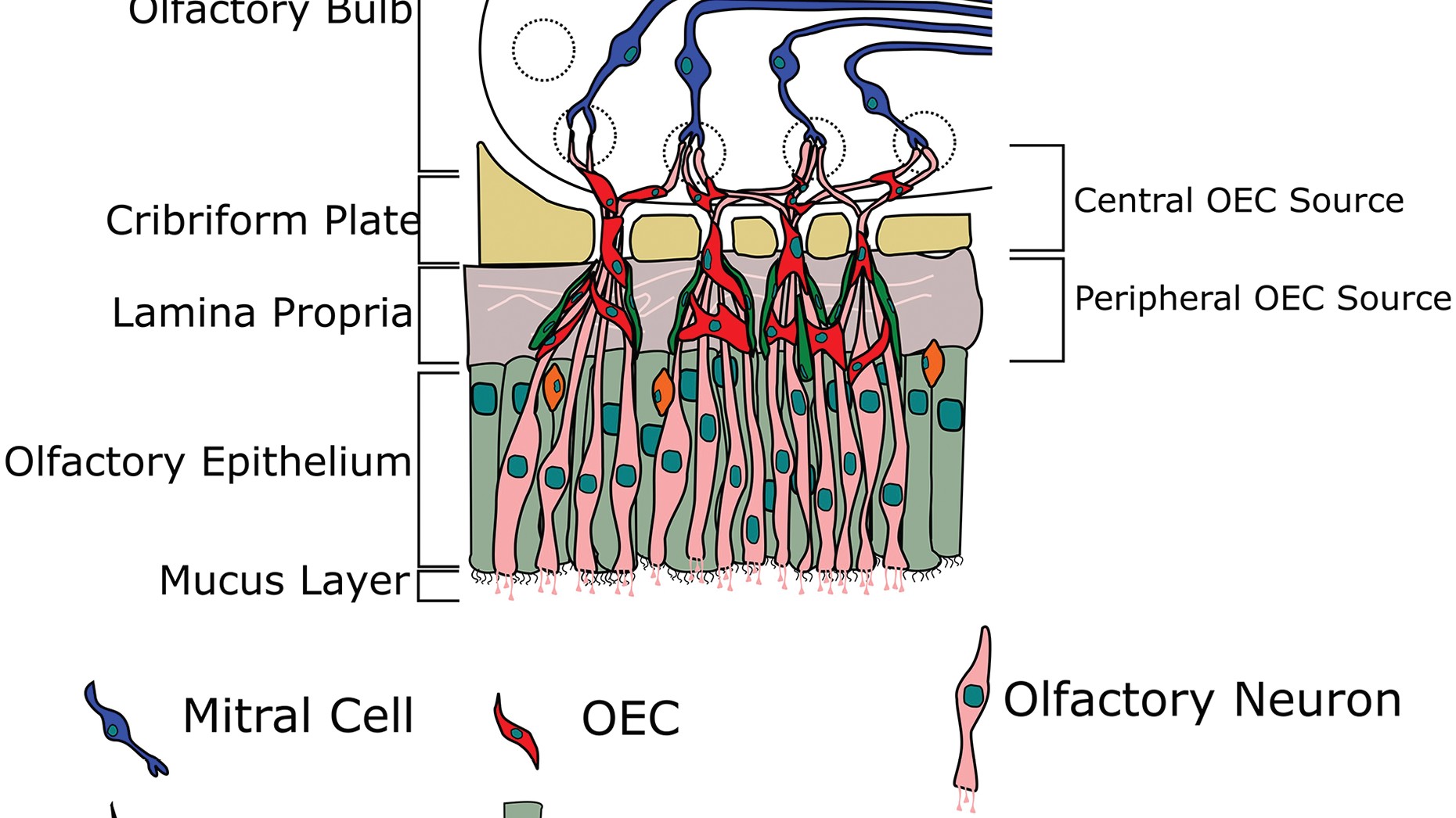 Harvard descubrió que la nariz tiene un mapa secreto. El olfato no era aleatorio: está organizado en franjas horizontales.