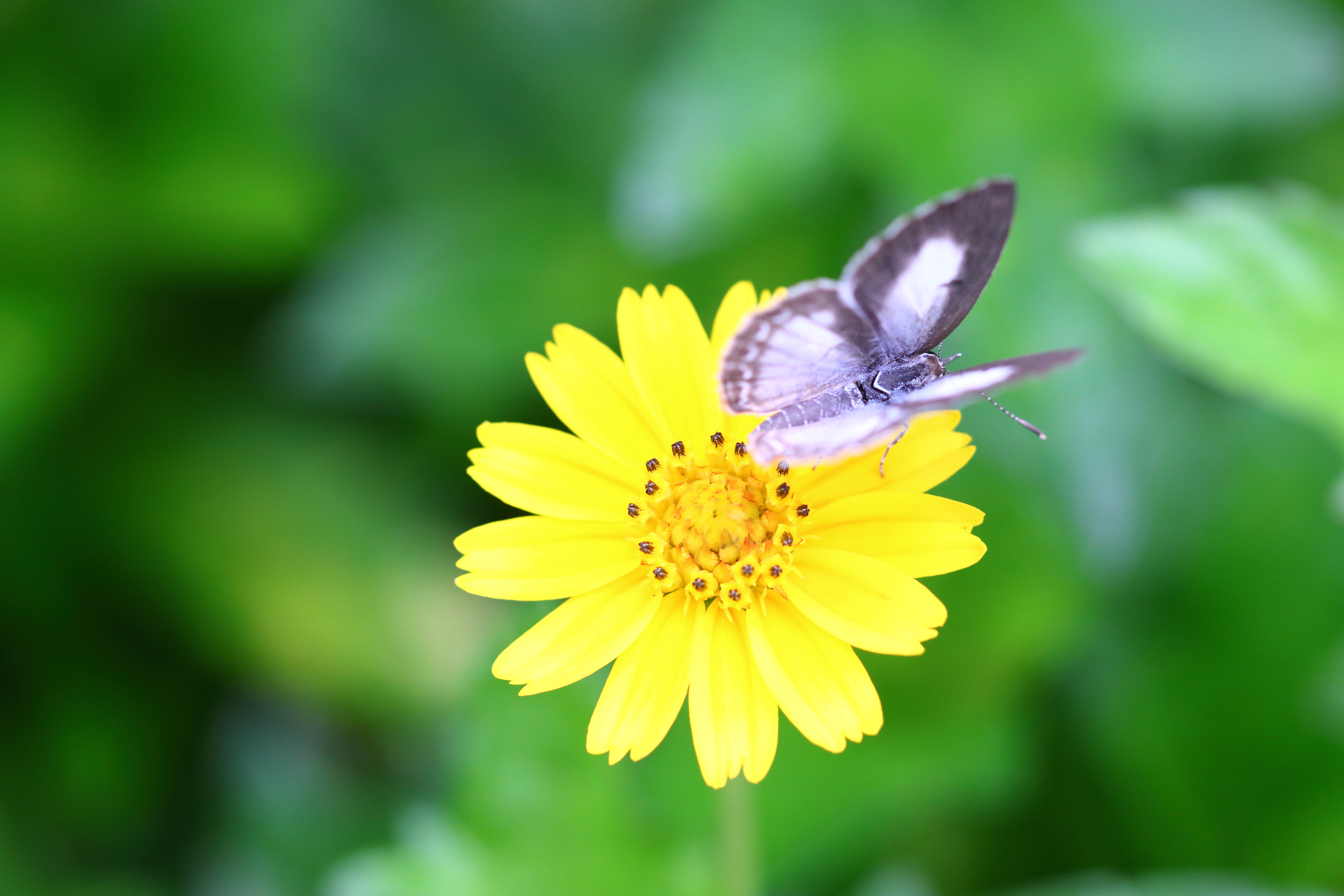 El efecto mariposa no es lo que creés. La historia real es más extraña.