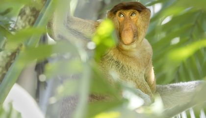 El mono narigudo de Borneo convirtió una nariz enorme en brújula, bocina y problema de conservación