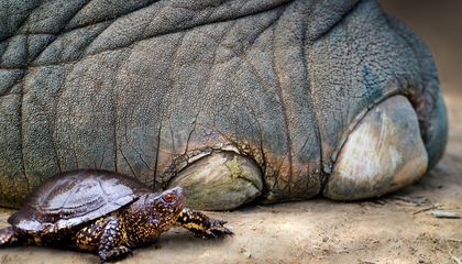 Los neandertales no solo cazaban tortugas: quizá estaban fabricando pequeñas herramientas con sus caparazones