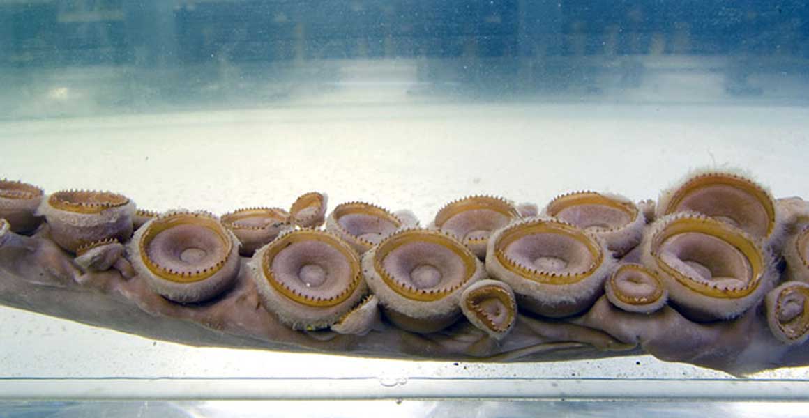 Los objetos más raros del Natural History Museum muestran que un museo también puede ser una colección de sobresaltos