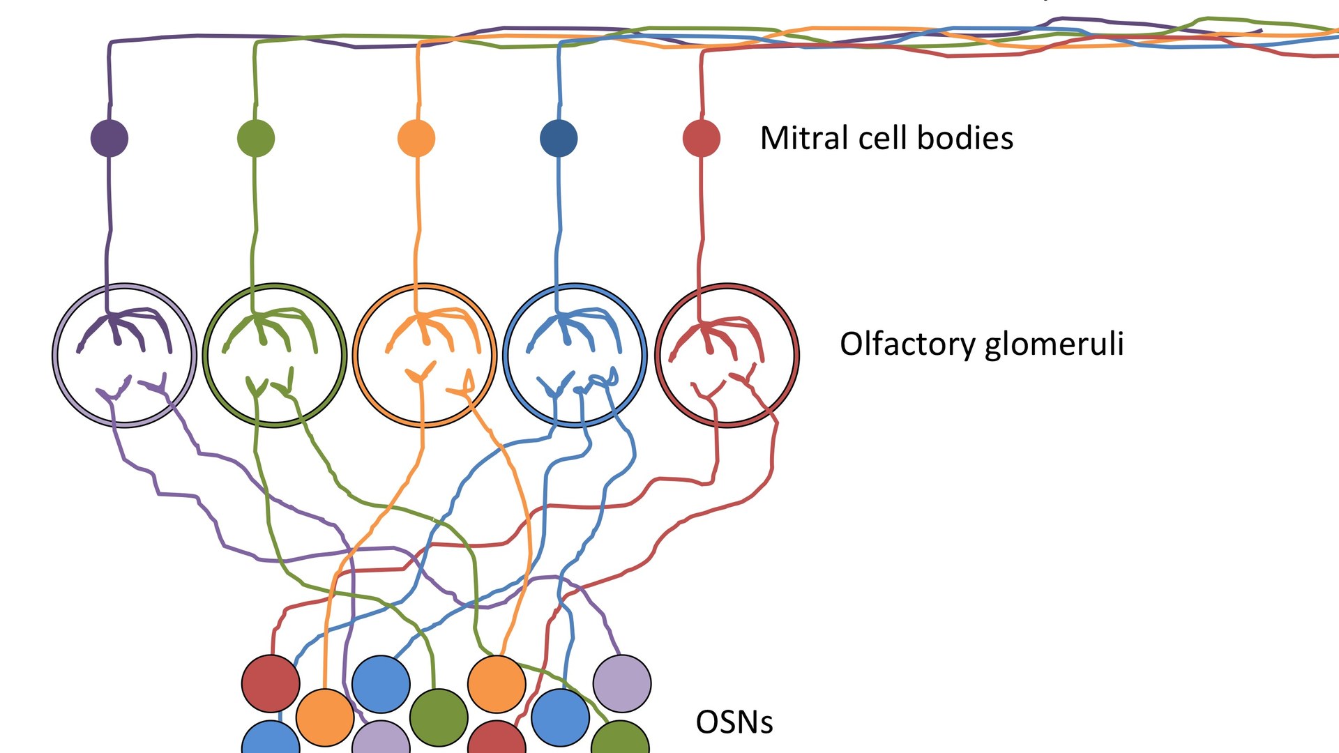 Durante décadas se creyó que los receptores del olfato estaban distribuidos al azar en la nariz. Harvard acaba de demostrar que hay un mapa exacto.