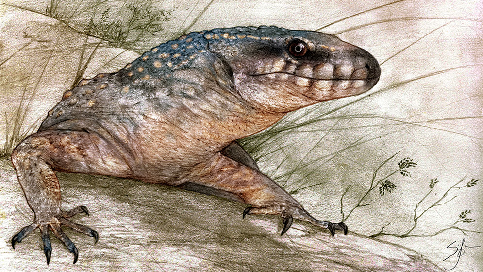 Paleoteius, el reptil patagónico de 70 millones de años que apareció antes de tiempo