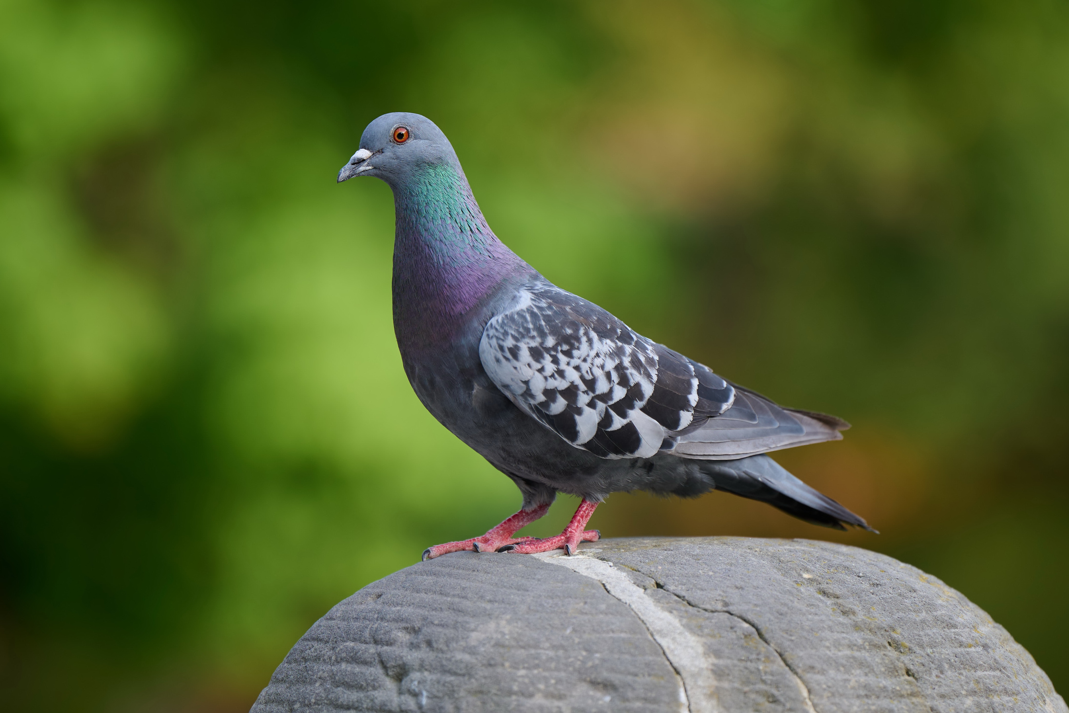 En el conurbano venden gomeras para cazar palomas y hay un canal de YouTube que lo llama 'caza urbana'. El estado no tiene respuesta.