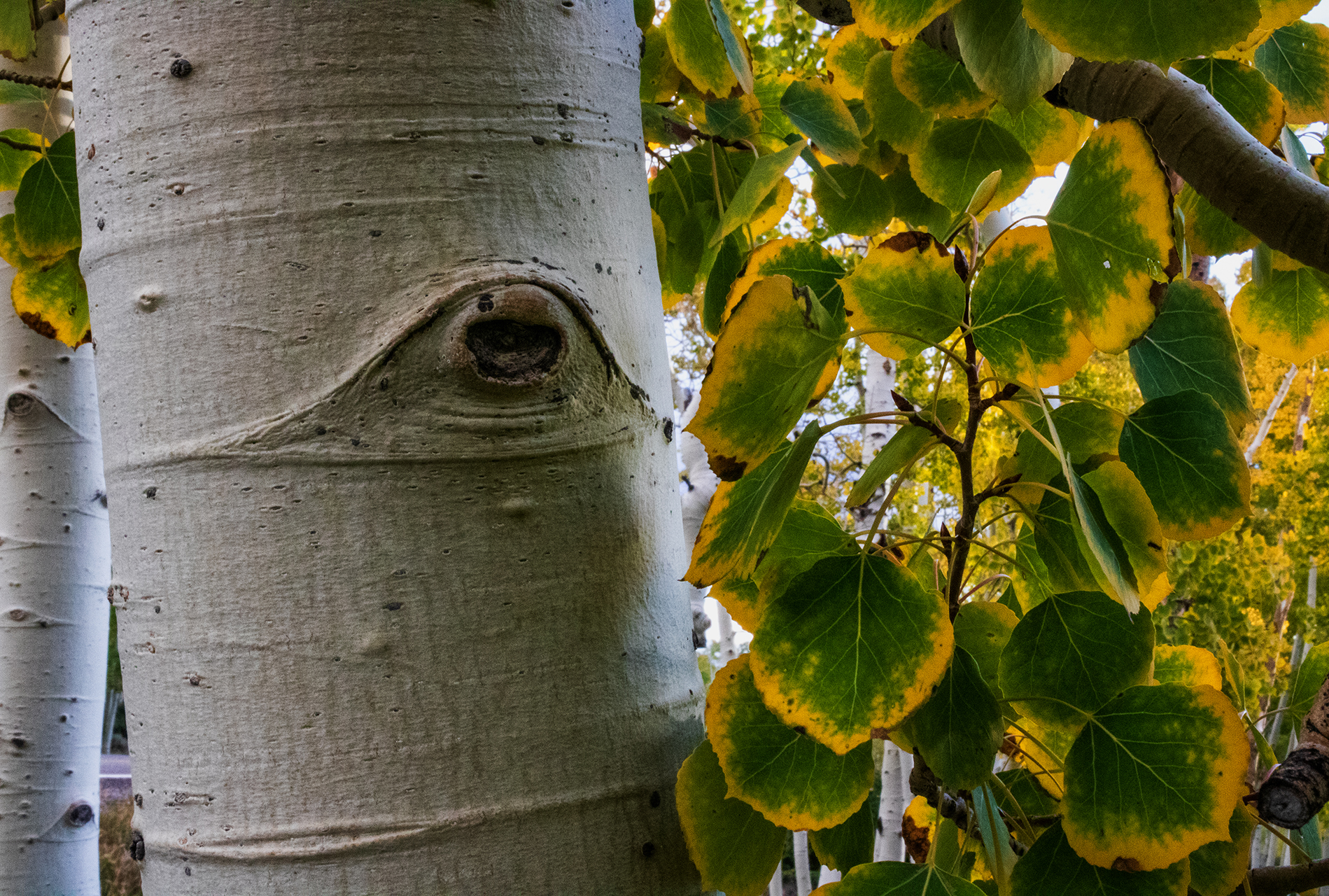 Pando: el bosque que en realidad es un solo ser vivo