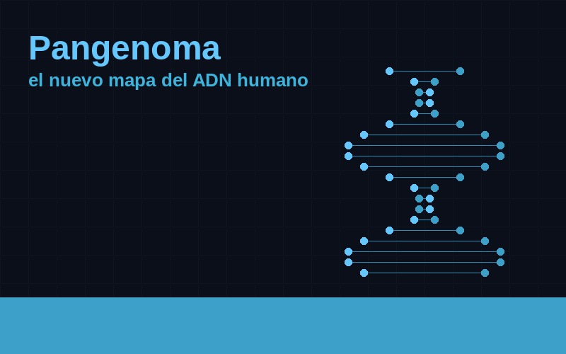 Los telómeros se acortan cada vez que una célula se divide. Cuando llegan a cero, la célula deja de dividirse. Eso es envejecer.