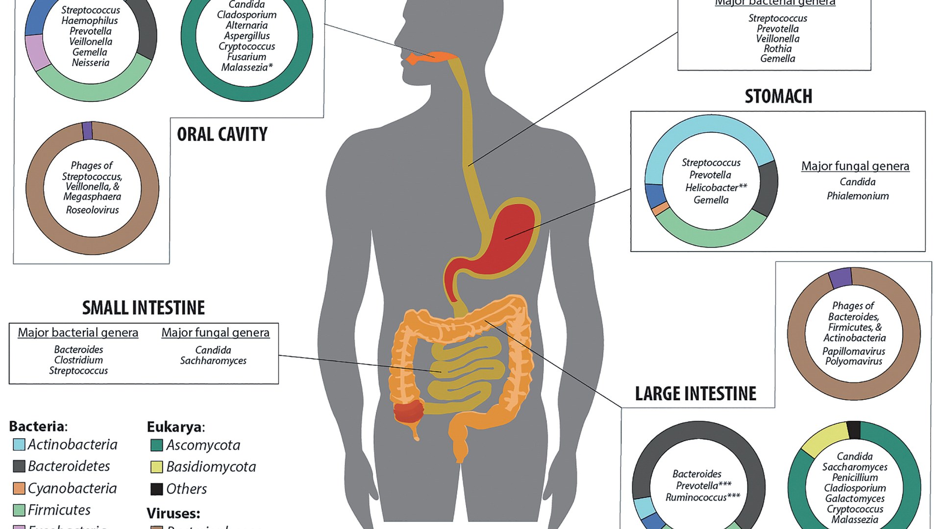 El Parkinson empieza en el intestino años antes de que aparezca el primer síntoma. Un estudio en Nature Medicine encontró la firma bacteriana que lo delata.