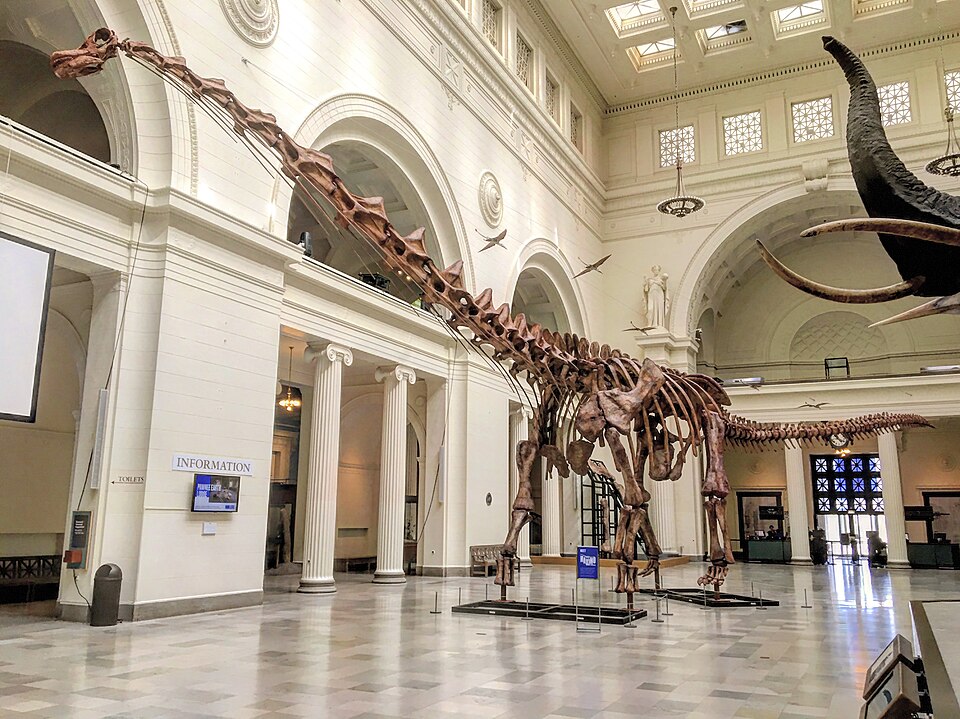 Patagotitan mayorum: el dinosaurio más grande del mundo conocido está enterrado en Chubut