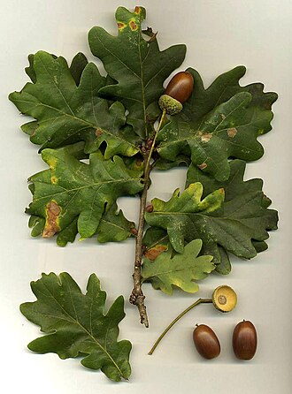 Los robles recuerdan qué orugas los atacaron y retrasan sus hojas para matarlas de hambre