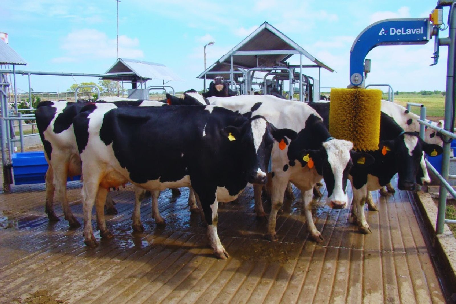 El tambo robotizado de INTA Rafaela triplicó la producción por hectárea