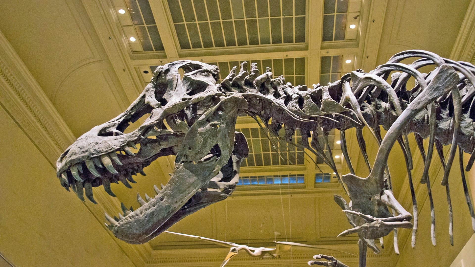 Encontraron vasos sanguíneos preservados en el hueso de un T. rex que se estaba curando. Tienen 66 millones de años y revelan cómo sanaban los dinosaurios.