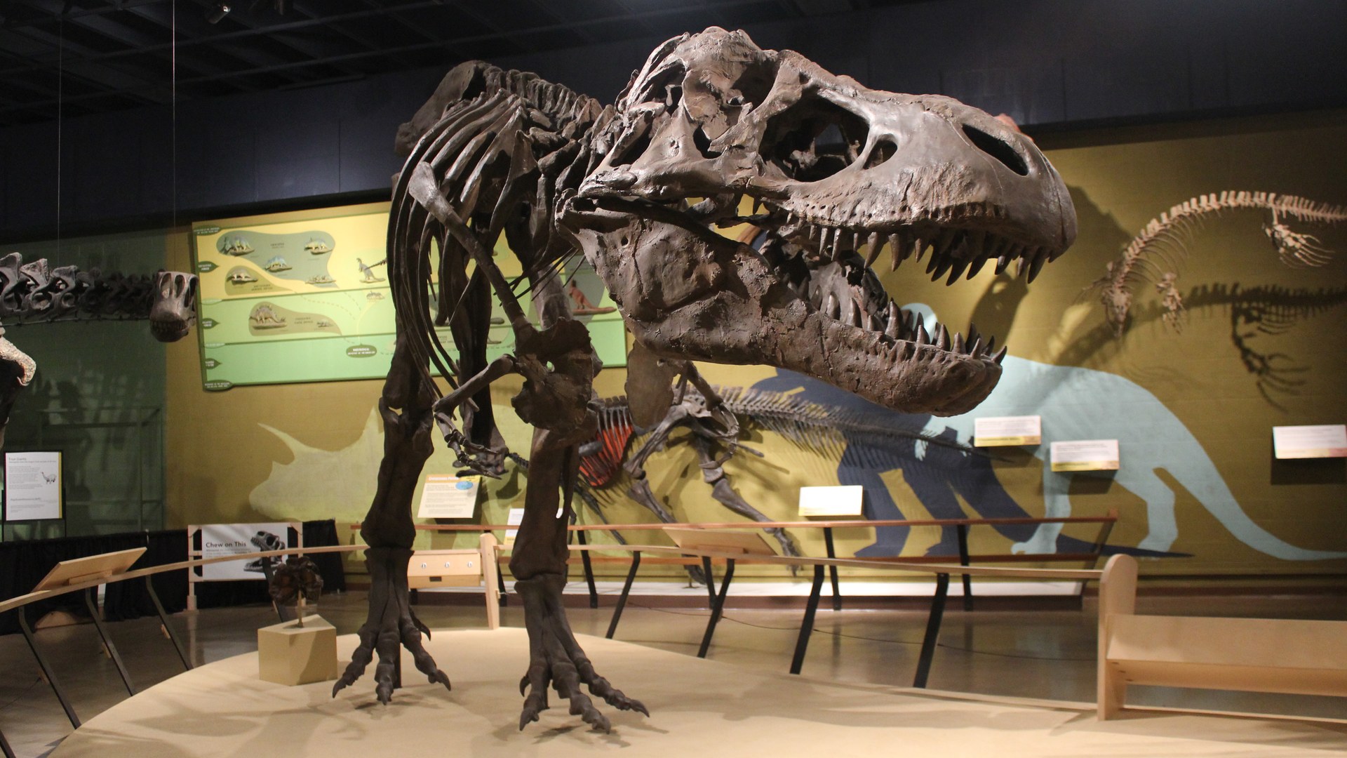 Encontraron vasos sanguíneos preservados en la costilla de un T-rex que se estaba curando cuando murió hace 66 millones de años