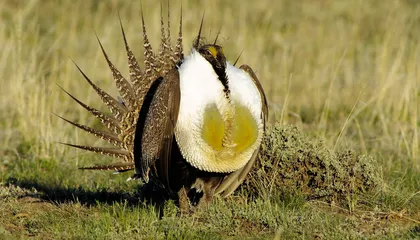 En Wyoming pusieron aves robot a bailar para convencer a unos urogallos de no cortejar junto a una pista de aterrizaje