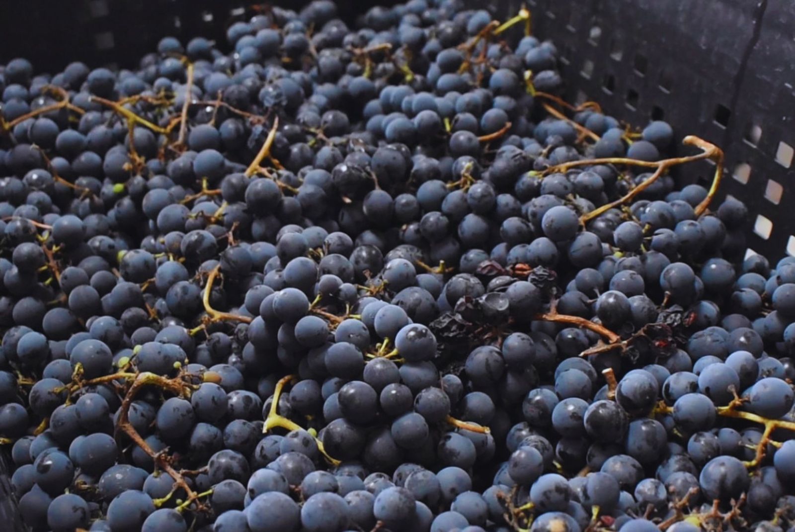 Chubut ensaya vinos de clima frío y el Cabernet Franc empieza a marcar territorio