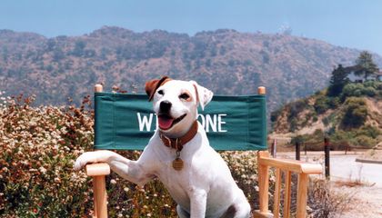 Wishbone, el perro que convirtió a Shakespeare en una aventura de sobremesa