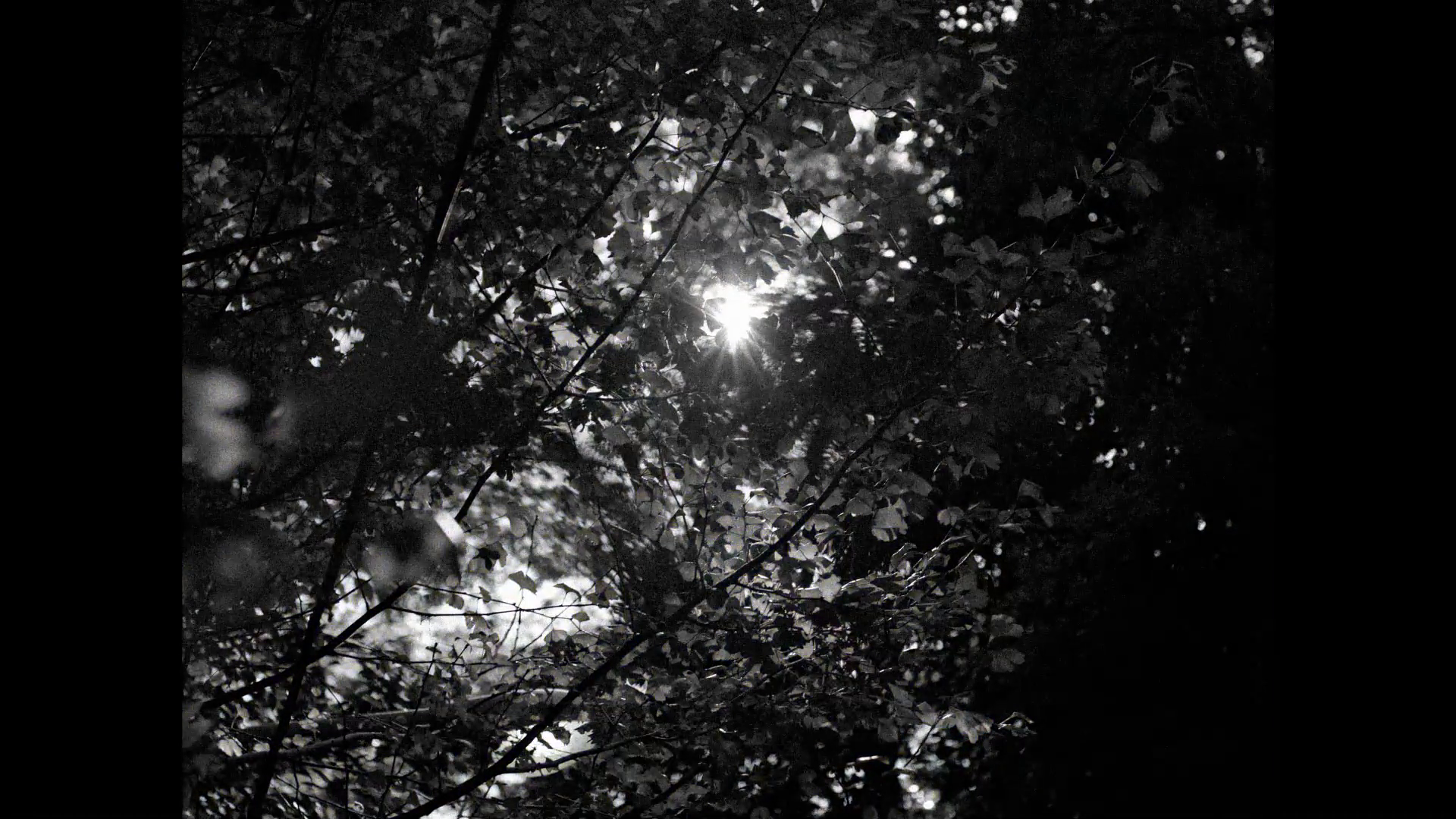 vlcsnap-2024-02-21-21h21m04s318 Perfect Days: La olympus mju y la sensibilidad